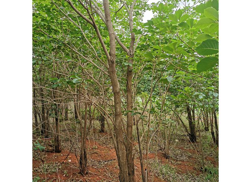 Pistacia chinensis